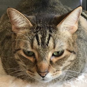 Meet your Posher, Geneva